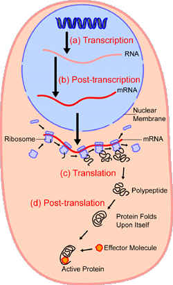 singe_cell_dynamic
