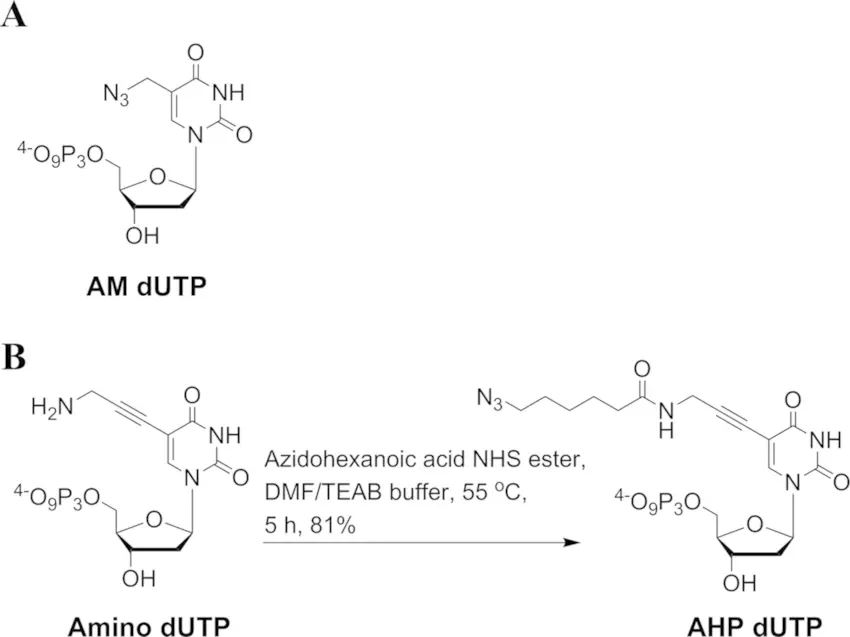 2'-Azido-dCTP - 50  µL (100 mM)