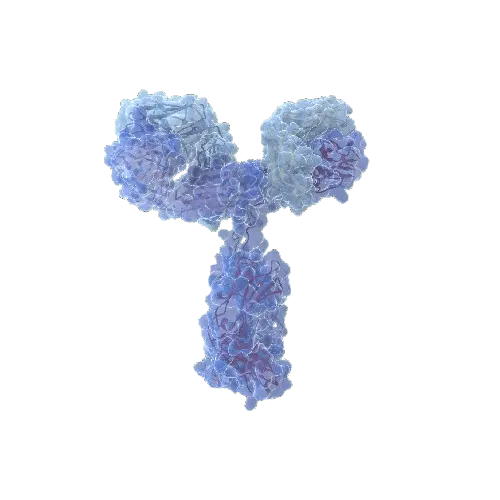 AHSG (Human) IP-WB Antibody Pair