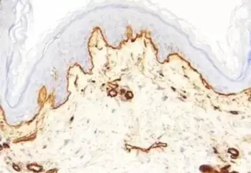 [A1117-25] PKA inhibitor fragment (6-22) amide - 25mg